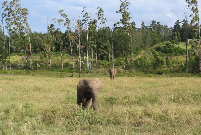 Elephant Sanctuary (2).jpg